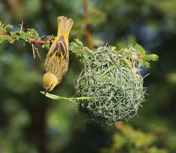 Birds constructing their nests 